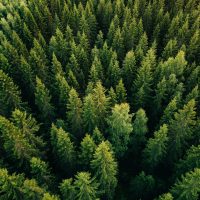 Aerial,Top,View,Of,Summer,Green,Trees,In,Forest,In