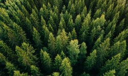Aerial,Top,View,Of,Summer,Green,Trees,In,Forest,In